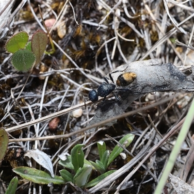 Aglaotilla sp. (genus) at Captains Flat, NSW - Yesterday by Csteele4