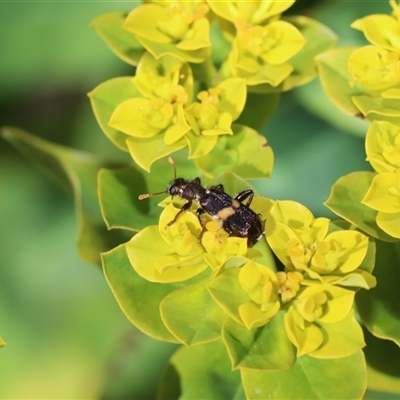 Eleale pulchra (Clerid beetle) at Captains Flat, NSW - 3 Dec 2025 by Csteele4