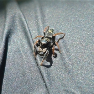 Apricia jovialis at Anembo, NSW - 3 Dec 2025 by Csteele4