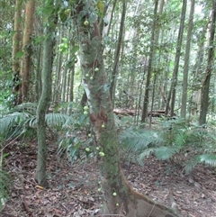 Ficus copiosa (plentiful fig) at Finlayvale, QLD - 21 Sep 2016 by JasonPStewart