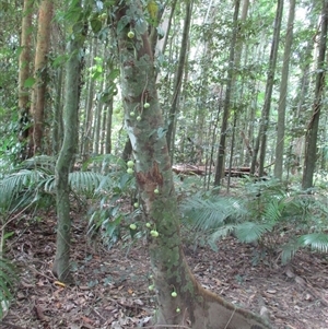 Ficus copiosa (plentiful fig) at Finlayvale, QLD - 21 Sep 2016 by JasonPStewart