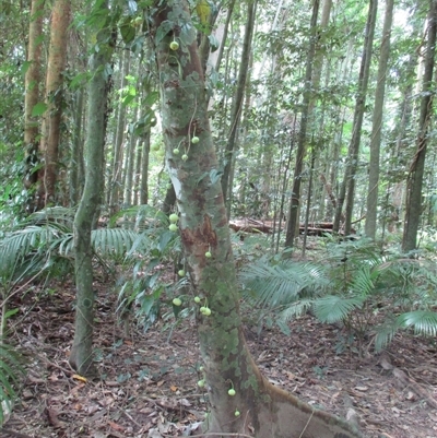 Ficus copiosa (plentiful fig) at Finlayvale, QLD - 21 Sep 2016 by JasonPStewart