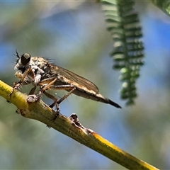 Cerdistus sp. (genus) (Slender Robber Fly) at Mawson, ACT - Today by Mike