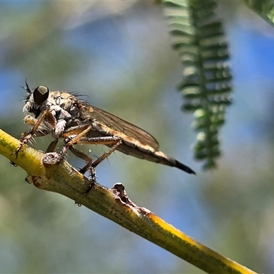 Cerdistus sp. (genus) (Slender Robber Fly) at Mawson, ACT - Today by Mike