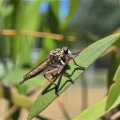 Zosteria sp. (genus) (Common brown robber fly) at Mawson, ACT - Today by Mike