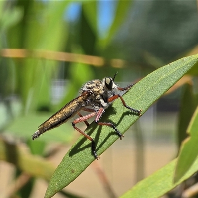 Zosteria sp. (genus) (Common brown robber fly) at Mawson, ACT - Today by Mike