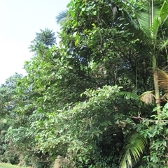 Ficus copiosa (plentiful fig) at Finlayvale, QLD - 29 Jun 2016 by JasonPStewart
