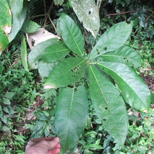 Ficus copiosa (plentiful fig) at Finlayvale, QLD - 29 Jun 2016 by JasonPStewart