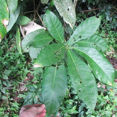 Ficus copiosa (plentiful fig) at Finlayvale, QLD - 29 Jun 2016 by JasonPStewart