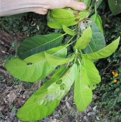 Ficus copiosa (plentiful fig) at Finlayvale, QLD - 29 Jun 2016 by JasonPStewart