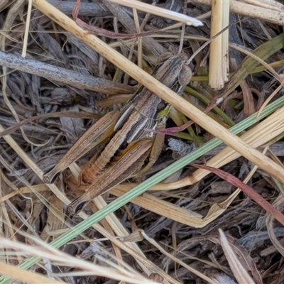 Praxibulus sp. (genus) (A grasshopper) at Gungahlin, ACT - Yesterday by chriselidie