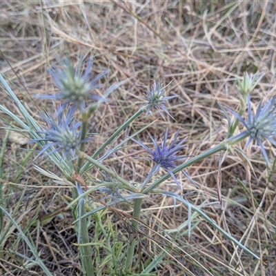 Unverified Plant at Gungahlin, ACT - Yesterday by chriselidie
