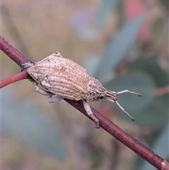Unverified Weevil (Curculionoidea) at Gungahlin, ACT - Yesterday by chriselidie