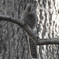 Unverified Cuckoo at Acton, ACT - Yesterday by HelenCross