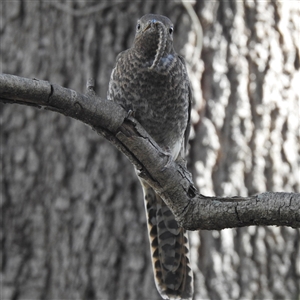 Unverified Cuckoo at Acton, ACT - Yesterday by HelenCross