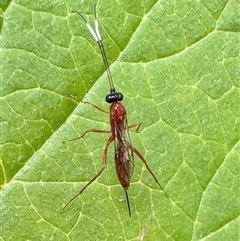 Stiromesostenus sp. (genus) by Pirom