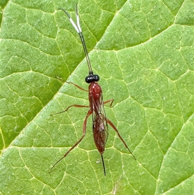 Stiromesostenus sp. (genus) at  - suppressed by Pirom