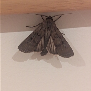 Agrotis infusa at Holder, ACT - Yesterday by Miranda