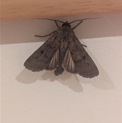 Agrotis infusa (Bogong Moth, Common Cutworm) at Holder, ACT - Yesterday by Miranda