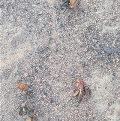 Anoplognathus brunnipennis at Kambah, ACT - Yesterday by HelenCross