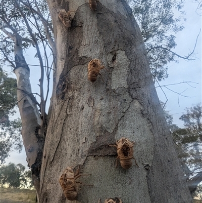 Psaltoda moerens (Redeye cicada) at Kambah, ACT - Yesterday by HelenCross