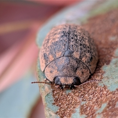 Trachymela sp. (genus) (Brown button beetle) at Gungahlin, ACT - Yesterday by chriselidie
