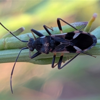 Dieuches sp. (genus) at Franklin, ACT - Yesterday by chriselidie