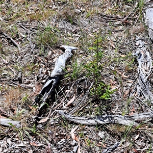 Ligustrum sinense (Narrow-leaf Privet, Chinese Privet) at Hackett, ACT - Today by abread111