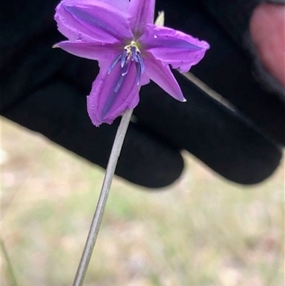 Arthropodium fimbriatum (Nodding Chocolate Lily) at Lyons, ACT - 1 Dec 2025 by GregC