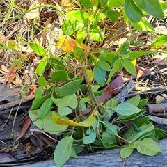 Viburnum tinus (Laurustinus) at Hackett, ACT - 4 Dec 2025 by abread111