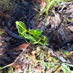 Celtis australis (Nettle Tree) at Hackett, ACT - Yesterday by abread111