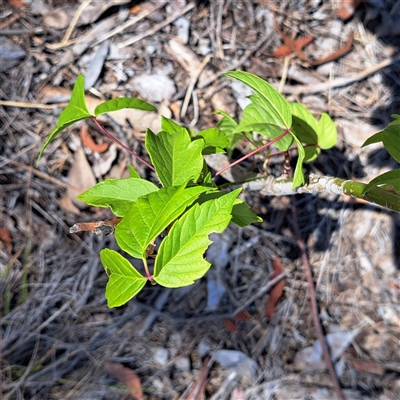 Acer negundo at Hackett, ACT - Yesterday by abread111