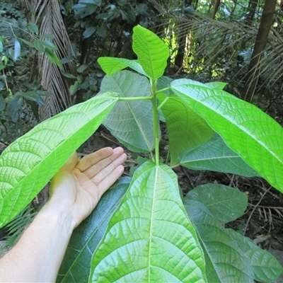 Ficus copiosa (plentiful fig) at Mossman Gorge, QLD - 13 Jul 2016 by JasonPStewart