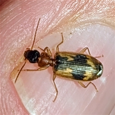 Anomotarus crudelis (Carab beetle) at  - suppressed by HelenCross