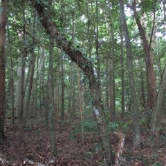 Ficus copiosa (plentiful fig) at Finlayvale, QLD - 1 Mar 2022 by JasonPStewart