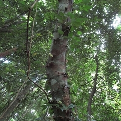 Ficus copiosa at Finlayvale, QLD - 1 Mar 2022 05:35 PM