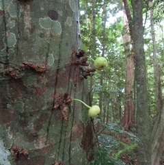 Ficus copiosa at Finlayvale, QLD - 1 Mar 2022 05:35 PM