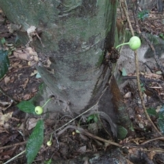 Ficus copiosa at Finlayvale, QLD - 1 Mar 2022 05:35 PM