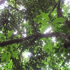 Ficus copiosa at Finlayvale, QLD - 1 Mar 2022 05:35 PM