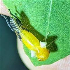 Cicadellidae (family) at Kambah, ACT - Yesterday by HelenCross