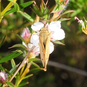 Trapezites eliena at Bulee, NSW - 27 Nov 2025 by Harrisi