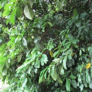 Ficus copiosa (plentiful fig) at Finlayvale, QLD - 1 Mar 2022 by JasonPStewart