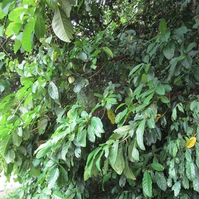 Ficus copiosa (plentiful fig) at Finlayvale, QLD - 1 Mar 2022 by JasonPStewart