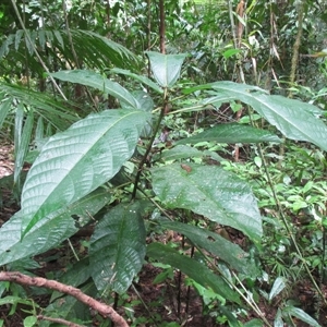 Ficus copiosa (plentiful fig) at Syndicate, QLD - 31 Aug 2016 by JasonPStewart
