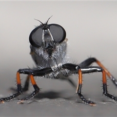 Cerdistus sp. (genus) at Acton, ACT - 2 Dec 2025 by TimL