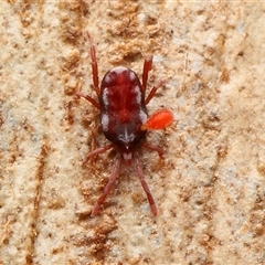 Erythraeidae (family) (Erythraeid mite) at Kambah, ACT - Yesterday by TimL