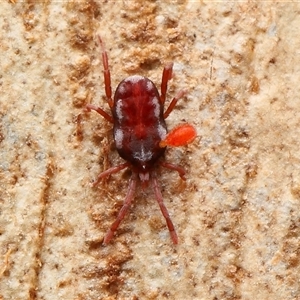 Erythraeidae (family) at Kambah, ACT - Yesterday by TimL