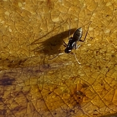 Unverified Wasp (Hymenoptera, Apocrita) at Bendick Murrell, NSW - 14 Nov 2025 by BCTbluebucket