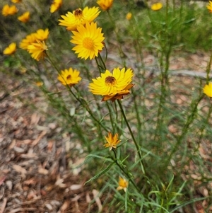 Xerochrysum viscosum (Sticky Everlasting) at Kingston, ACT - Today by Tawny4