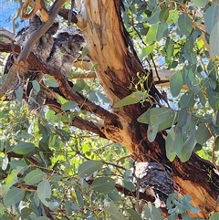 Podargus strigoides (Tawny Frogmouth) at Fyshwick, ACT - 4 Dec 2025 by Tawny4